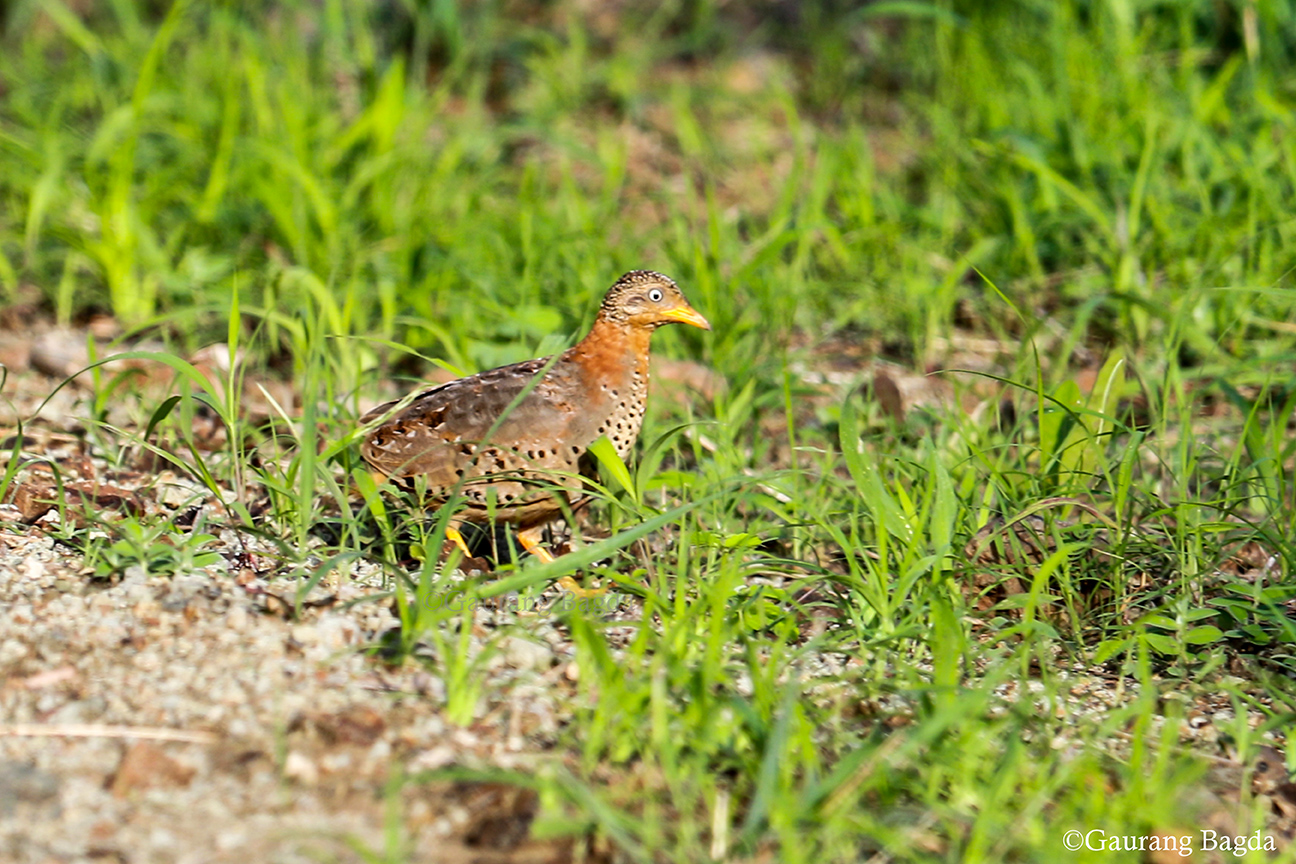 Yellow-legged Buttonquail 